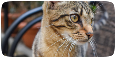 Gato cinza chamado Aldo