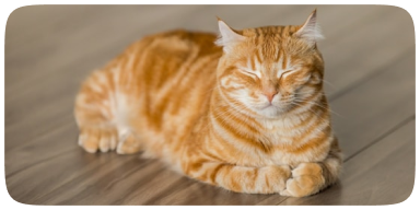 Gato laranja chamado Hamilton